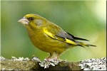 verdier